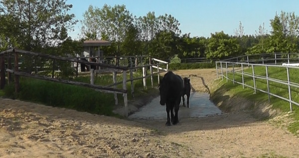 Wasserfurt Offenstall