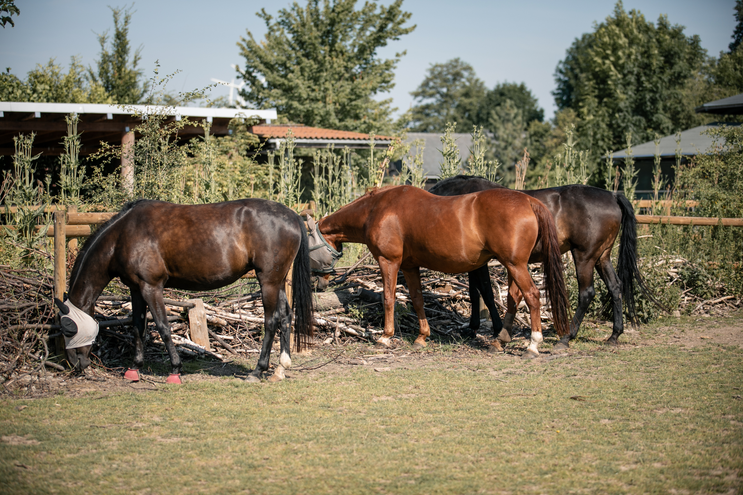 _63A1643Totholzhecke
